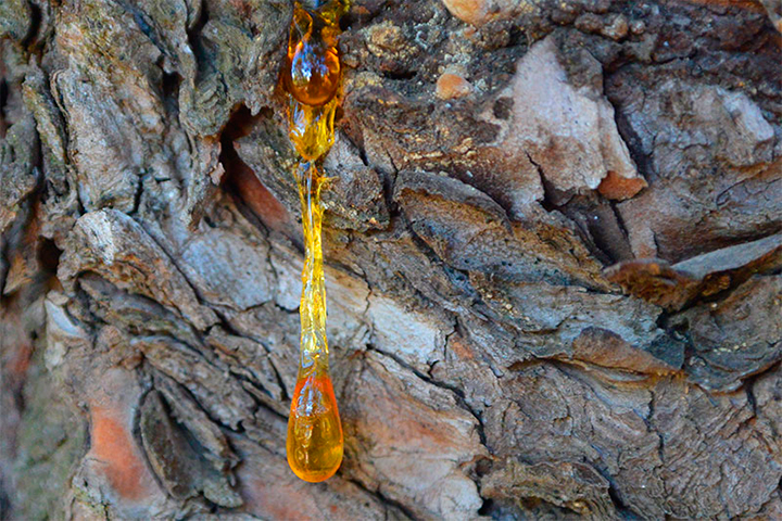 2steps.gr Nature Trees Pine Drop Resin Kesariani Attica 001